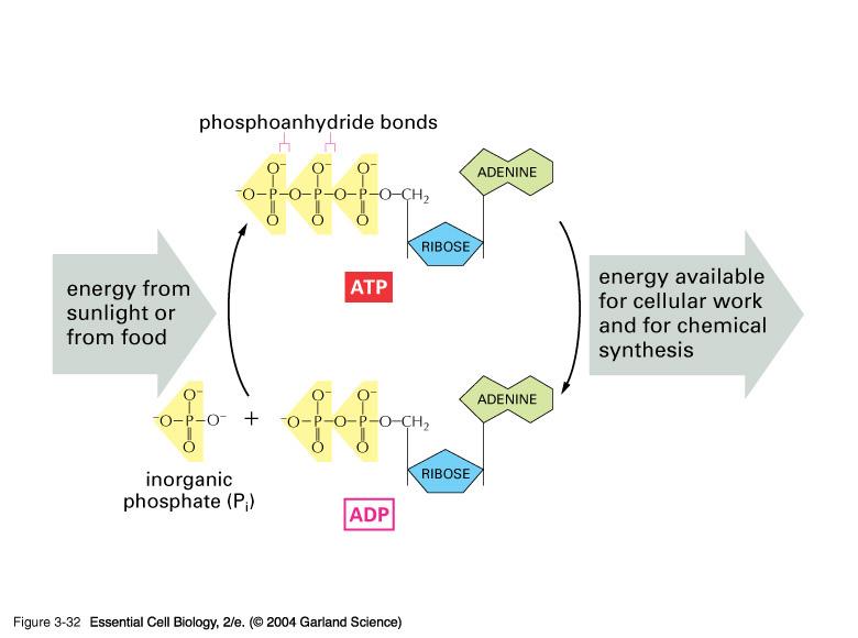 Cellular Respiration Stores the
