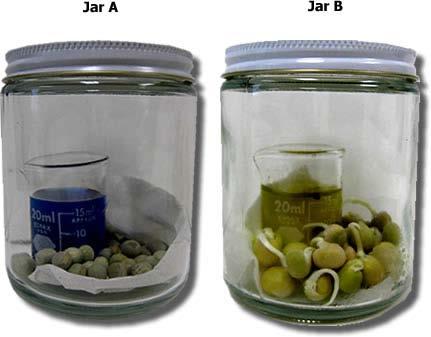 Mung Bean Seed Germination Experiment When CO2 is dissolved in water the