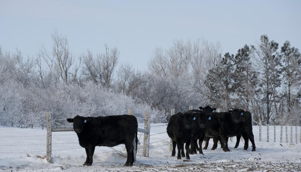 Traders were working in a weather premium as the extremely cold temps have slowed down cattle performance as well as slowed down the movement of cattle.