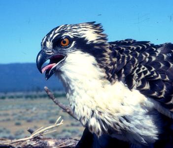 Food signalling by osprey Males give