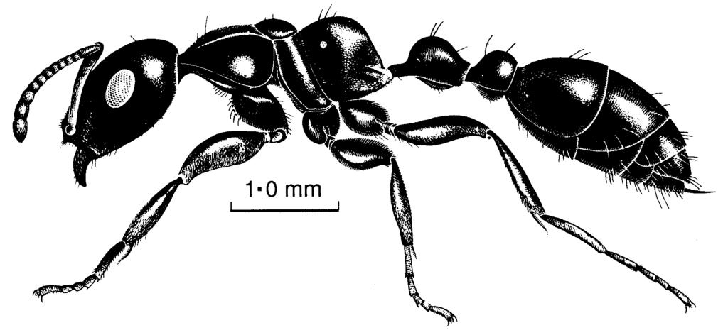AToL: Collaborative research on ant