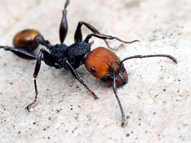 species (and perhaps as many undescribed species) ants occupy most
