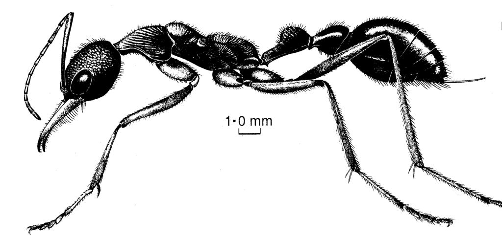 Ant AToL Project: Objectives Infer the phylogeny of all major lineages of ants, using DNA sequence data and morphology Estimate divergence times for the origin of ants and major events in ant