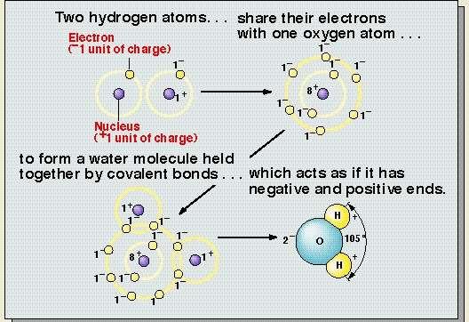 Water Molecule Formation of a Water molecule Two hydrogen ions bond to Oxygen ion forming 104 angle Therefore, the two positive charges are on the same side of the water molecule.