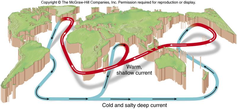Describe the Conveyor Belt circulation - first the path of the deep flow and then the path of the surface flow. What role does the Gulf Stream Current play in the Conveyor Belt Circulation?