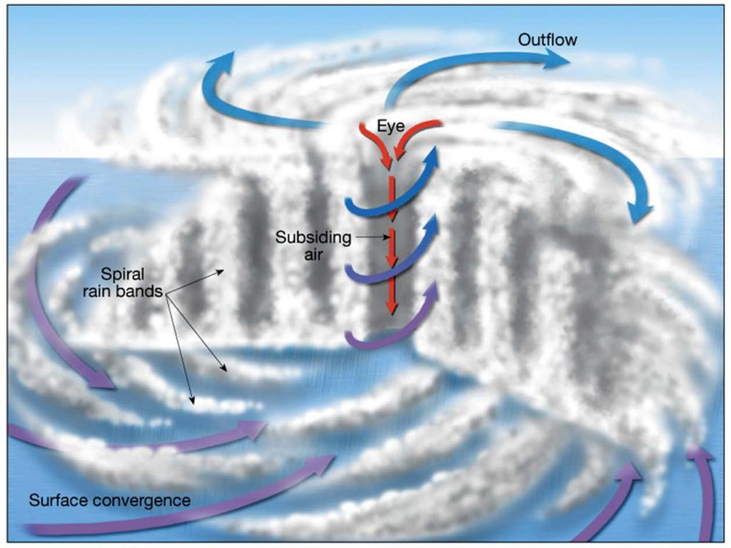 Hurricanes 1. Barometric pressure can drop by as much as 60 mb from edge to center 2. A steep pressure gradient generates the rapid, inwards spiralling winds of a hurricane.
