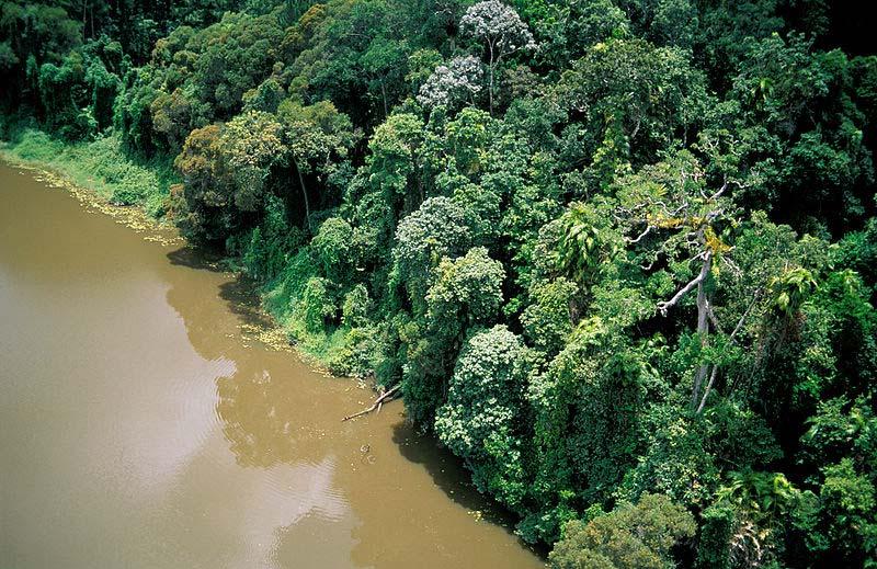 E Tenison-Woods Source 2: Aerial view of tropical rainforest adjoining the Barron River near Cairns northern Queensland, 2000, CSIRO Science Image 4193