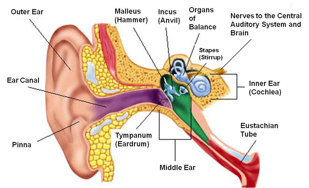 2b Function of the human ear Sound waves travel through the ear canal and cause the ear drum to vibrate. The small bones of the inner ear transfer this vibration to the inner ear cochlea.