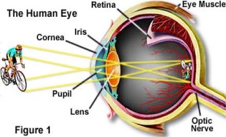 5a Human eye Extra for experts The human eye is a collecting organ that allows light to reach sensory nerves