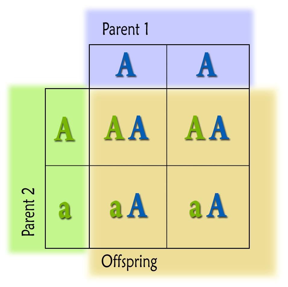 page 8 Page 8 8 This movement results in two alleles per box. These allele combinations are the possible genotypes for the offspring. What is a Punnett square and why is it so important?