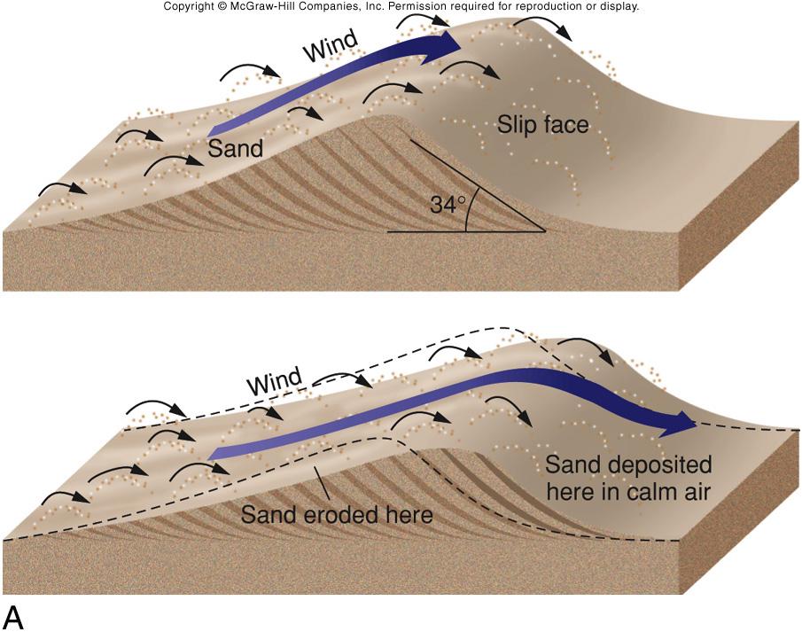 deserts: wind action! sand dunes: mounds of loose sand piled up by wind! large sand supply! winds that blow in same direction!