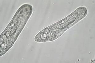 12 Paramecia live in most bodies of freshwater and in soil. 200X Scientific Name: Paramecium sp.