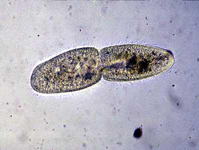 13 This paramecium is reproducing by binary fission (cell division). Scientific Name: Paramecium sp.