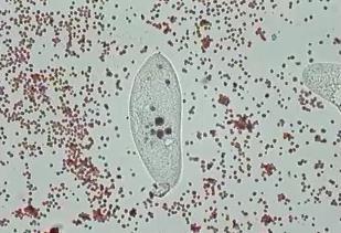 16 Notice the food vacuoles in this paramecium. 100X Scientific Name: Paramecium sp.