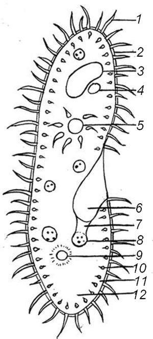 The Parmecium Informational Text and Coloring Activity Paramecium are unicellular protozoans classified in the phylum Ciliophora (pronounced sill-ee-uh-fore-uh), and the Kingdom Protista.