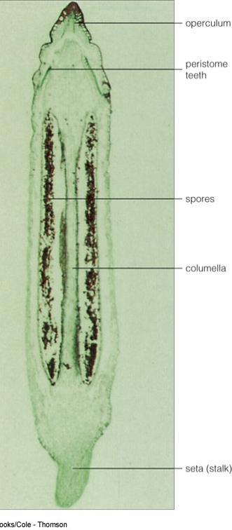 The capsule, the region of the sporophyte where the spores are produced, is often