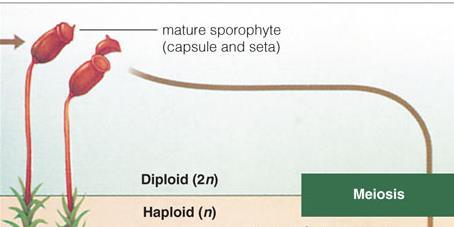 sporophyte s till attached to the  The bryophytes are the