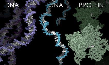 The Beginning of Life DNA requires complex proteins to reproduce; complex proteins are