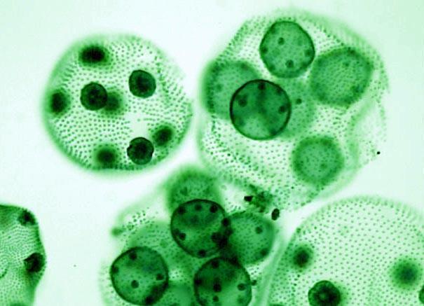 Earliest Multicellular Organisms With predation, it becomes advantageous to be larger: 2 possible solutions Decrease