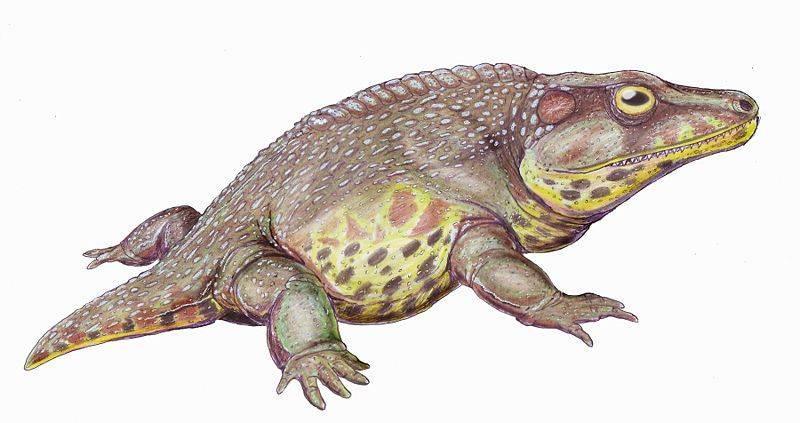 Life Invading Land: Animals Arthropod ancestors (400 MYA) First Amphibians (350 MYA) First