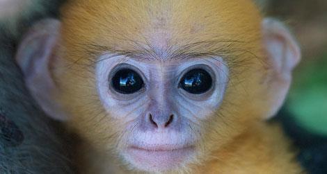 Human Evolution Primate Group Complex