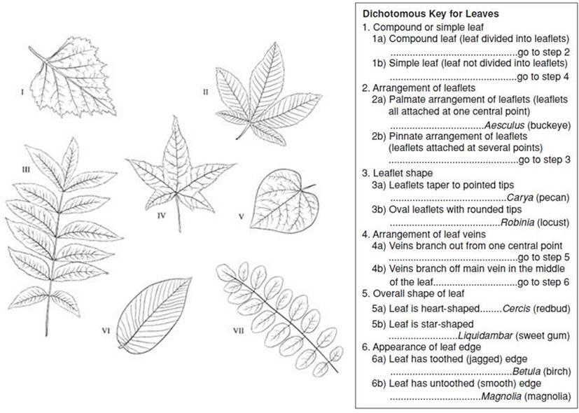8) Identify each of the leaves below using the dichotomous key provided. I. Betula (birch) II. III. IV.