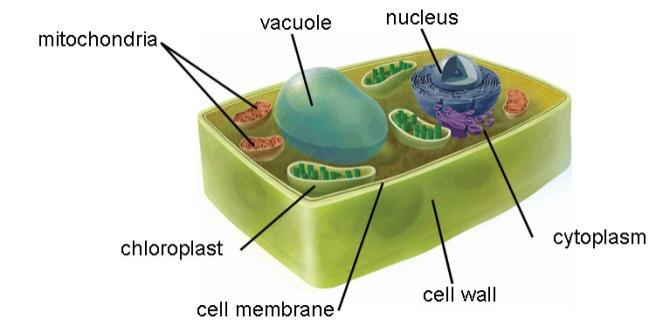 12) Which kingdom does this multicellular organism belong to? How do you know? This is a plant cell, it has a cell wall and chloroplasts, which means it is an autotroph.