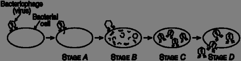 The diagram below represents the stages of reproduction of a common virus. Use the diagram to answer question 3-6. Match each stage with its description below: A.