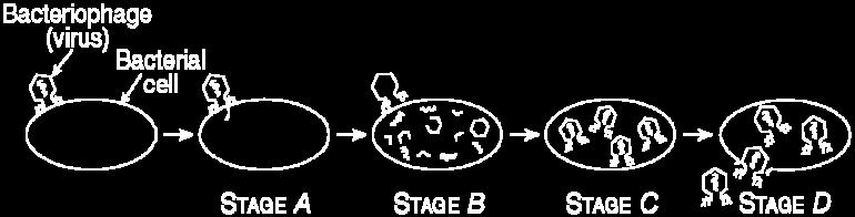 Injection of viral genetic material injected into the cell D. Assembly of new viruses for release 3. Stage A is 4. Stage B is 5. Stage C is 6. Stage D is 7.