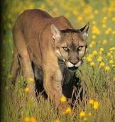 Mountain Lion House Cat 16. The scientific name of a mountain lion is Felis concolor and a house cat is Felis catus.