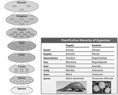 Taxonomy, continued The Linnaean System Carolus Linnaeus devised a sevenlevel hierarchical system for classifying organisms according to their form and structure.