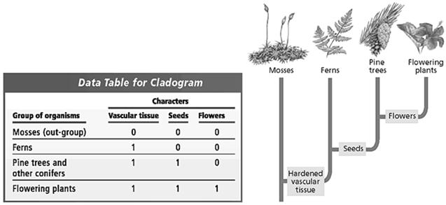 Cladogram: Major Groups of Plants Cladistics, continued Molecular Cladistics Molecular
