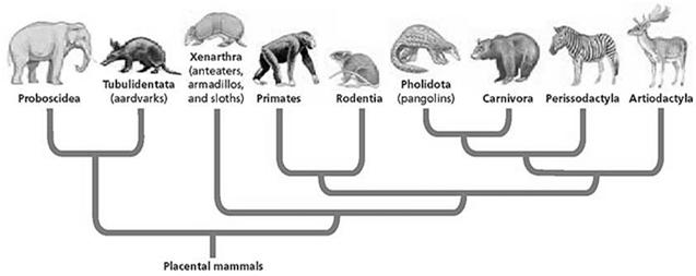 Phylogenetic Diagram of Mammals Objectives Describethe evidence that prompted the invention of the three-domain system of classification.