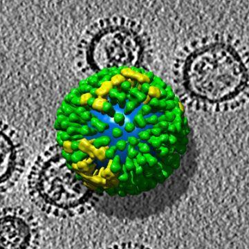 protective protein coat called a capsid.