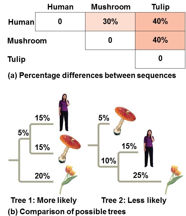 Reconstructing Phylogenies Based on the percentage differences between gene sequences in a human, a mushroom, and a tulip two different