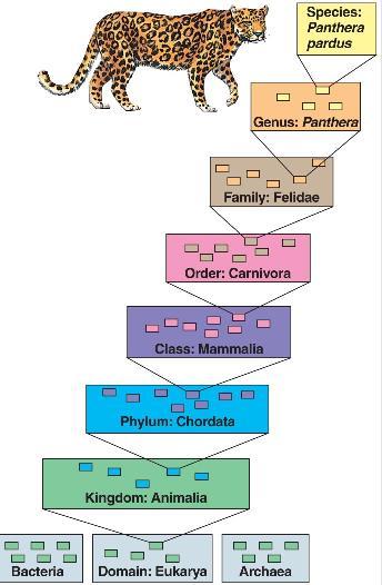 Taxonomy Classification originated with Carolus Linnaeus in the 18 th century.