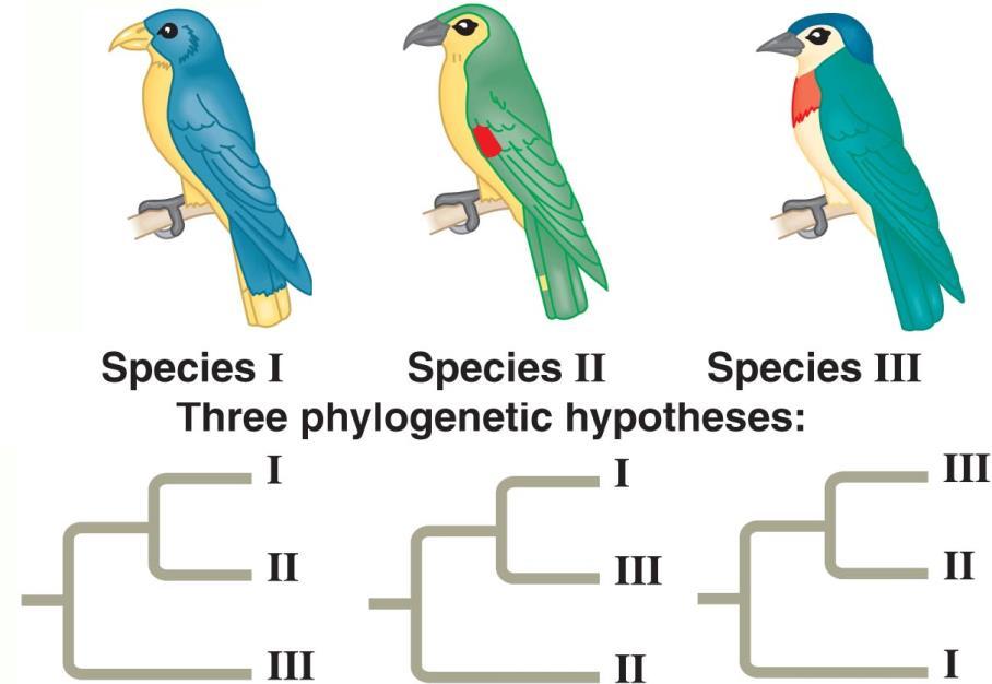 Phylogenetic Trees Phylogenies are based on Morphology and the fossil record Embryology DNA, RNA, and protein similarities Phylogeny is the study of the evolutionary relationships