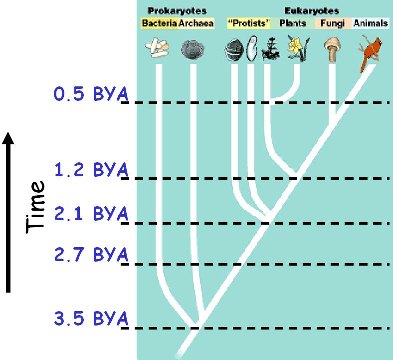 Gene homologies (similarities) determine