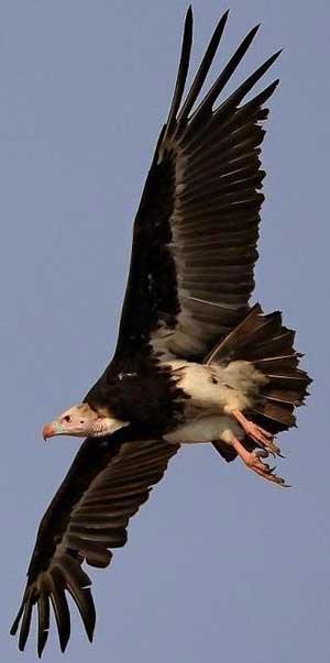 African vulture yet DNA &