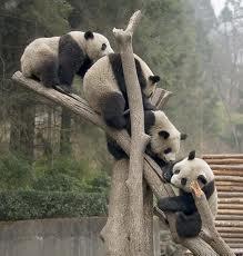 Giant panda DNA more like