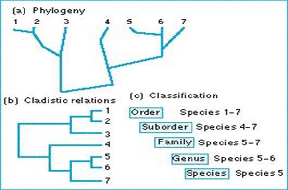18.2 Modern Evolutionary Classification I.