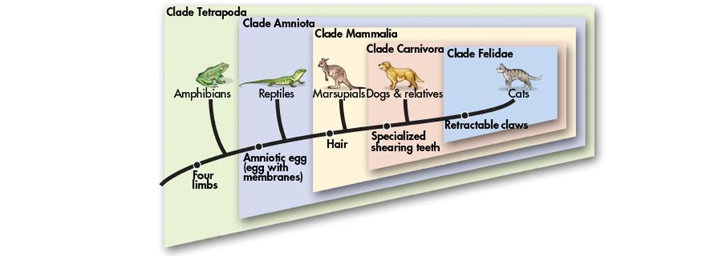 II. Cladogram Cladistic analysis shows specific traits branch from comm ancestor