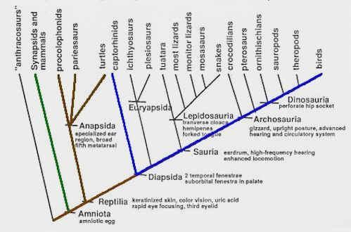 Interpreting Cladogram: character positions reflects order
