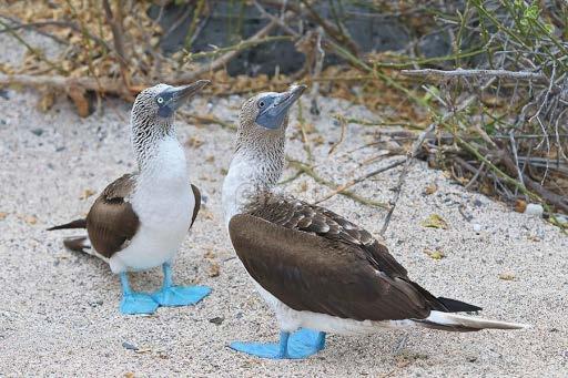 Blue-footed boobies Flying