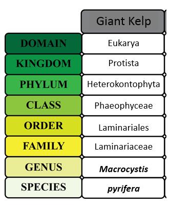 The scientific name of giant kelp is Macrosystis pyrifera.