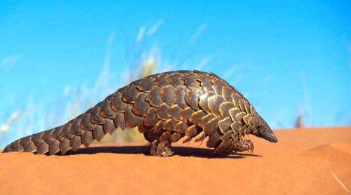 Mammals with No Teeth Pangolin only scaled mammal