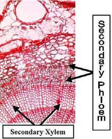 Companion vs. Albuminous Cells Companion Cells are derived from the same cell which forms a Sieve Tube Member. They control the physiological processes involved in phloem transport.