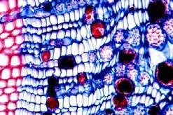 Cross-Section of Secondary Xylem & Phloem of Pinus The Secondary Phloem in Pinus lacks fibers and is composed of Sieve Cells, Albuminous Cells & Parenchyma.