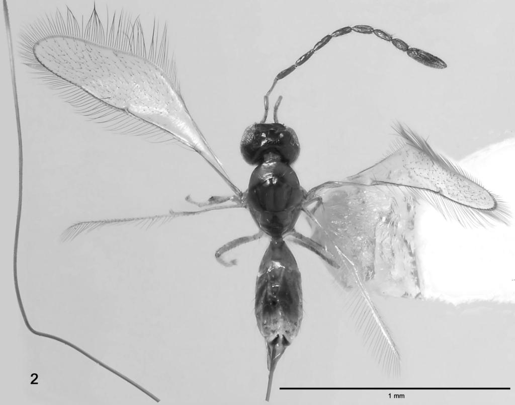 THE BASALLINEAGES OF MYMARIDAE (HYMENOPTERA) AND DESCRIPTION OF A NEW GENUS... 47 half. Gena about 0.13 X eye width (28: 217). POL 1.1 X OOL and 1.6 X LOL. Mandibles with 3 teeth.
