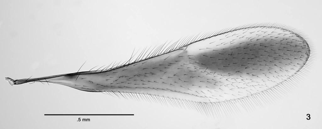 48 JOHN T. HUBER Borneomymar madagascar Huber, sp. nov. (Fig. 2) Type material. Holotype?(UCDC) glued to a card point and labelled: 1. Madagascar, Antsiranana, 11 km WSW. Befingotra Res.